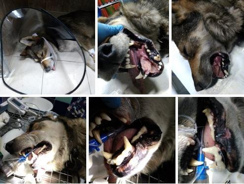 стоматология собак и кошек в Рязани